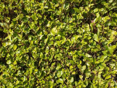 Yeşil çalı yaprakları, doğa arka planı 