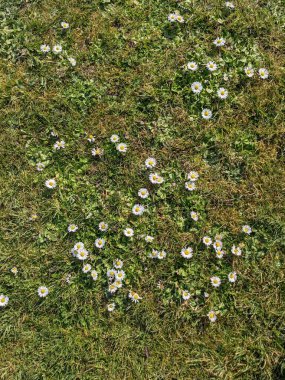 Yeşil çayırdaki küçük beyaz çiçeklerle doğal arka plan