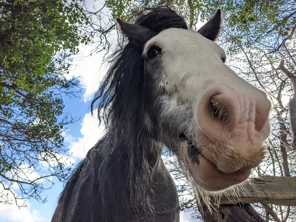 Close Portrait Beautiful Tinker Horse Long Mane — Stock Photo, Image