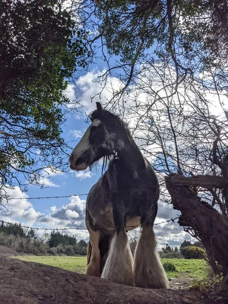 Όμορφο Άσπρο Και Μαύρο Άλογο Tinker Μακριά Χαίτη Περπάτημα Δωρεάν — Φωτογραφία Αρχείου