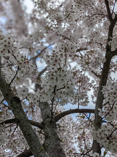 Krásný Kvetoucí Strom Bílými Květy Jaře — Stock fotografie