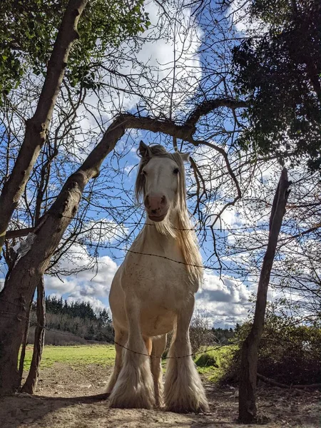 Beautiful Tinker Horse Long Mane Walking Free Yard — Stock Photo, Image