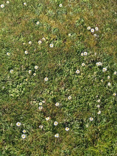 緑の草原に小さな白い花と自然背景 — ストック写真