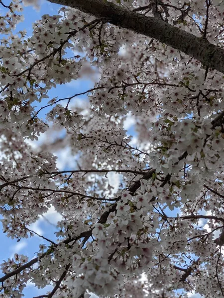 Прекрасное Цветущее Дерево Белыми Цветами Весной — стоковое фото