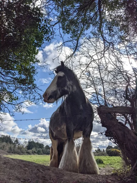 Belo Cavalo Tinker Branco Preto Com Crina Longa Andando Livre — Fotografia de Stock