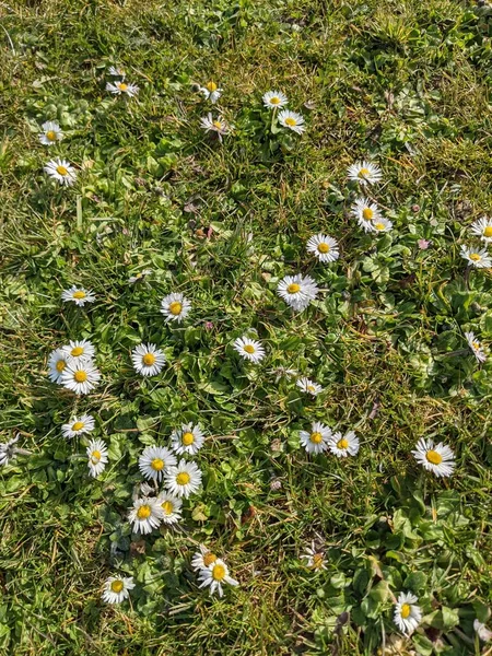 緑の草原に小さな白い花と自然背景 — ストック写真