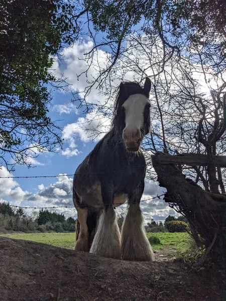 Belo Cavalo Tinker Branco Preto Com Crina Longa Andando Livre — Fotografia de Stock