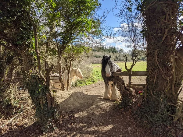 美丽的小马驹 长长的鬃毛在院子里自由自在地走着 — 图库照片