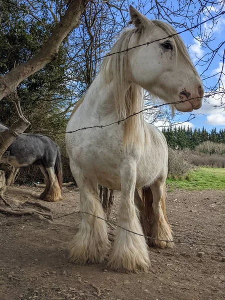 Belo Cavalo Tinker Branco Com Crina Longa Andando Livre Quintal — Fotografia de Stock