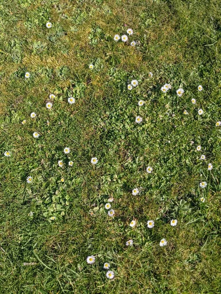 緑の草原に小さな白い花と自然背景 — ストック写真