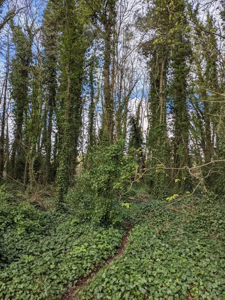 Sentier Dans Forêt Verte — Photo
