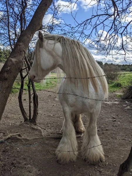 Belo Cavalo Tinker Branco Com Crina Longa Andando Livre Quintal — Fotografia de Stock