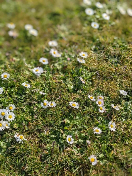 緑の草原に小さな白い花と自然背景 — ストック写真