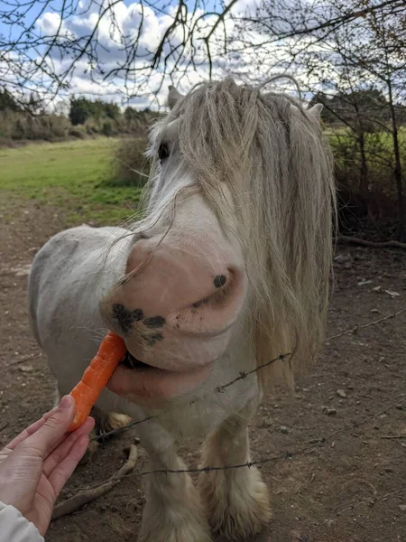 Close Portrait Beautiful Tinker Horse Long Mane Eating Carrot — Stock Photo, Image