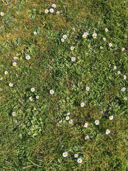 緑の草原に小さな白い花と自然背景 — ストック写真