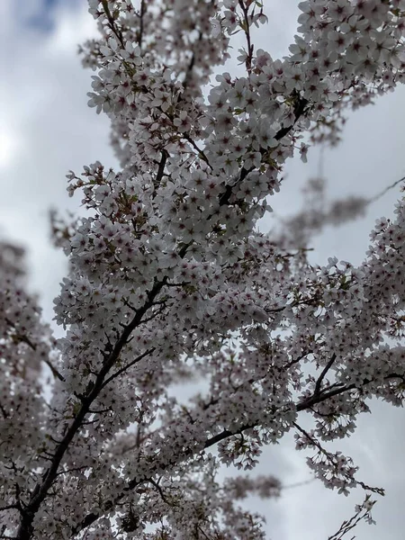 Beautiful Blooming Tree White Flowers Spring — Stock Photo, Image