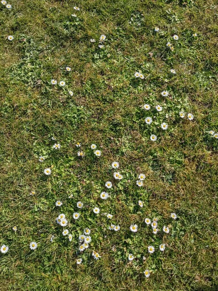 緑の草原に小さな白い花と自然背景 — ストック写真