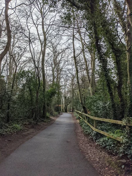 Route Asphaltée Campagne Avec Des Arbres Des Deux Côtés Route — Photo