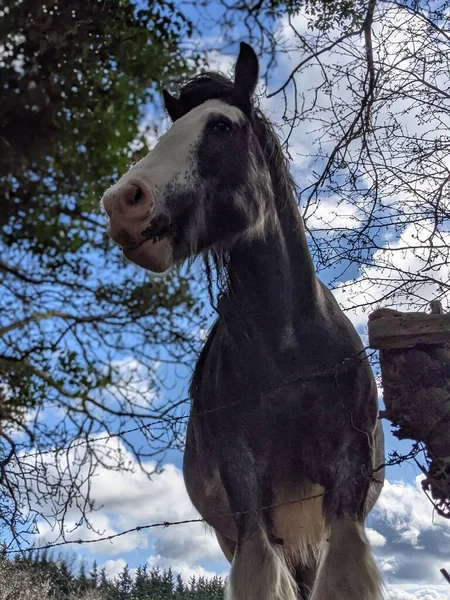 Belo Cavalo Tinker Branco Preto Com Crina Longa Andando Livre — Fotografia de Stock