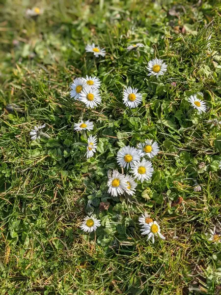 緑の草原に小さな白い花と自然背景 — ストック写真