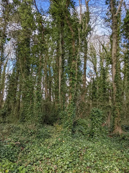 기어오르는 의나무들 — 스톡 사진