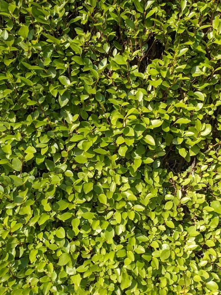 Groene Struik Bladeren Natuur Achtergrond — Stockfoto
