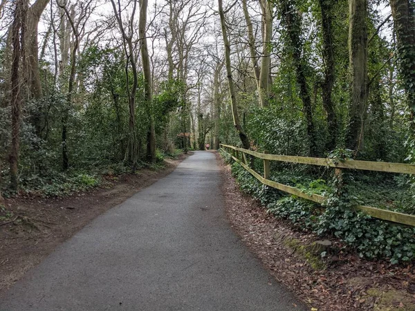 Route Asphaltée Campagne Avec Des Arbres Des Deux Côtés Route — Photo