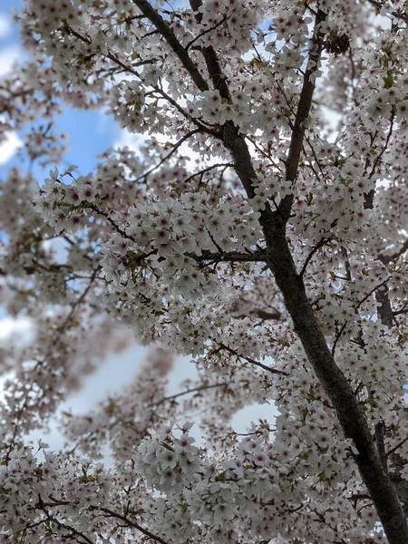Bela Árvore Florescente Com Flores Brancas Primavera — Fotografia de Stock