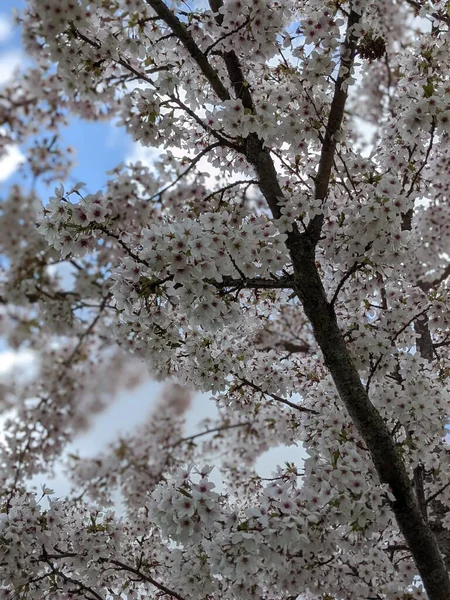 Schöner Blühender Baum Mit Weißen Blüten Frühling — Stockfoto