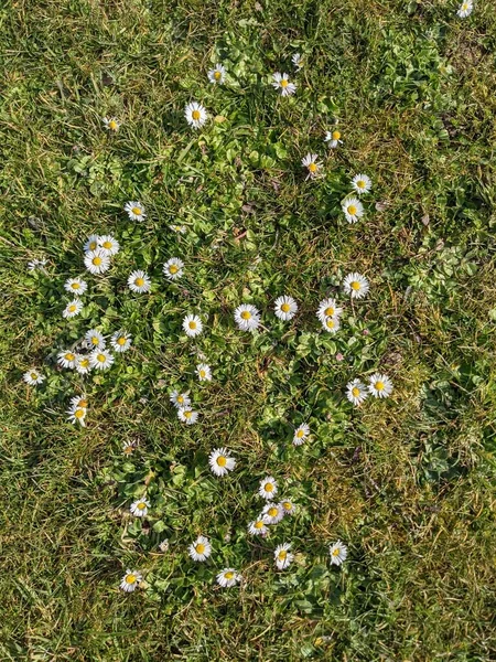 緑の草原に小さな白い花と自然背景 — ストック写真