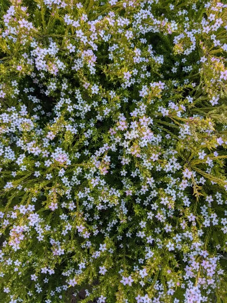 Våren Natur Bakgrund Med Blå Förgätmigej Blommor — Stockfoto