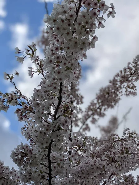 Baharda Beyaz Çiçeklerle Açan Güzel Bir Ağaç — Stok fotoğraf