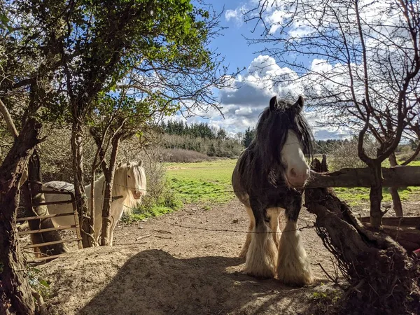 Belo Cavalo Tinker Branco Preto Com Crina Longa Andando Livre — Fotografia de Stock