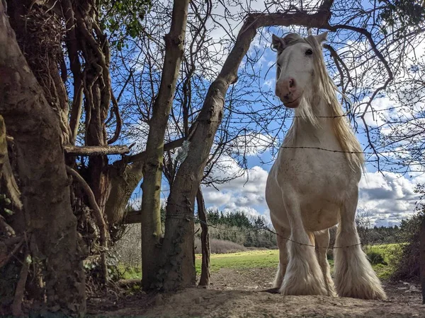 Όμορφο Λευκό Άλογο Tinker Μακριά Χαίτη Περπάτημα Δωρεάν Στην Αυλή — Φωτογραφία Αρχείου