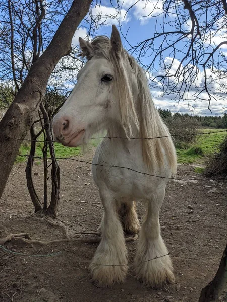 Beautiful White Tinker Horse Long Mane Walking Free Yard — Stock Photo, Image