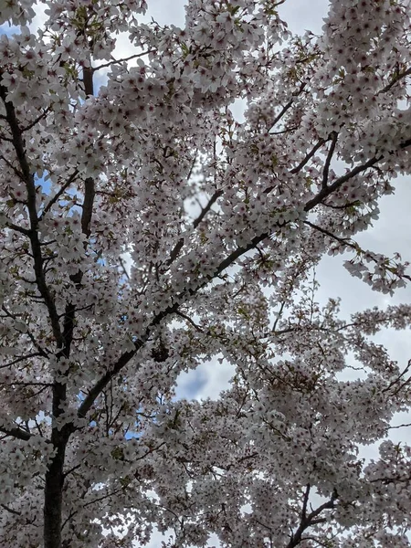 Baharda Beyaz Çiçeklerle Açan Güzel Bir Ağaç — Stok fotoğraf