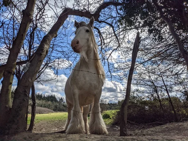 Gyönyörű Bádogló Hosszú Sörényű Sétáló Szabadon Udvaron — Stock Fotó