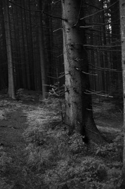Çam ormanının siyah beyaz fotoğrafı
