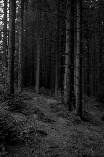 Black White Photo Pine Forest —  Fotos de Stock