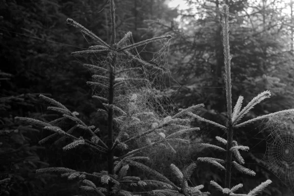 전나무 꼭대기에 검은색 흰색으로 거미줄 — 스톡 사진