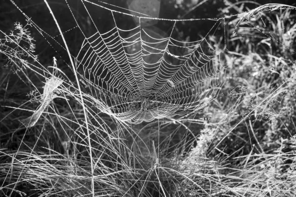Black White Photo Spider Web — Stock Photo, Image