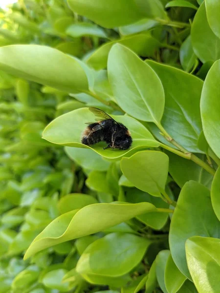 Bumblebee Sleeping Leaf Park Macro Photo — Stockfoto