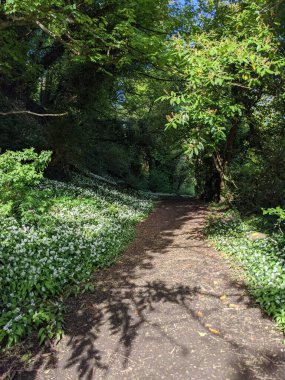 Yeşil bahar ormanında güzel bir patika