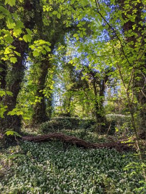 Yeşil yemyeşil ormanın güzel manzarası 
