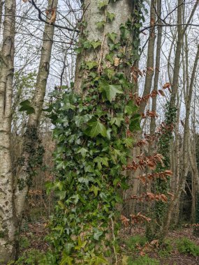 Close up view of green ivy climbing up and growing along tree trunk