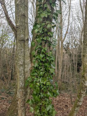 Ağaç gövdesi boyunca yükselen ve büyüyen yeşil sarmaşıkların yakın görüntüsü