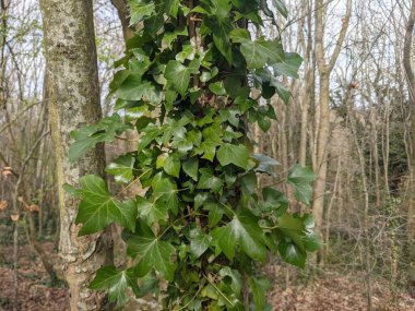 Ağaç gövdesi boyunca yükselen ve büyüyen yeşil sarmaşıkların yakın görüntüsü
