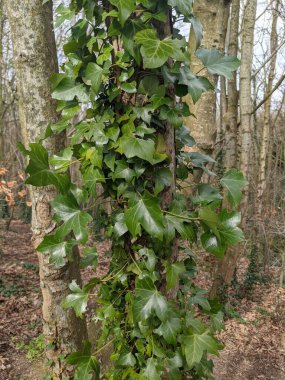 Ağaç gövdesi boyunca yükselen ve büyüyen yeşil sarmaşıkların yakın görüntüsü