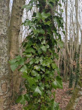 Ağaç gövdesi boyunca yükselen ve büyüyen yeşil sarmaşıkların yakın görüntüsü