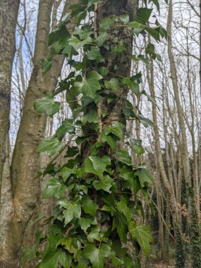 Ağaç gövdesi boyunca yükselen ve büyüyen yeşil sarmaşıkların yakın görüntüsü